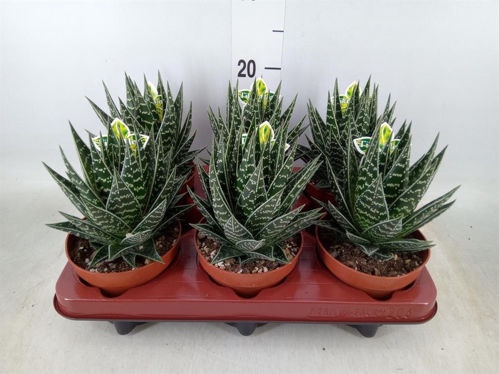 <h4>Aloe aristata 'Tiki Tahi'</h4>