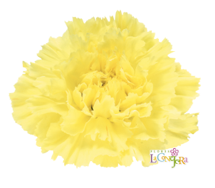 <h4>Di St Hermes Yellow 65cm CO</h4>