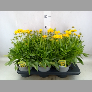 Coreopsis grand. 'Presto'