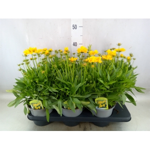 Coreopsis grand. 'Presto'