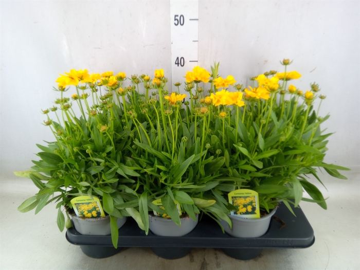 <h4>Coreopsis grand. 'Presto'</h4>