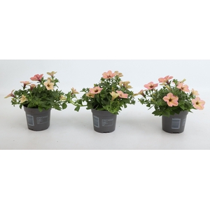 Petunia Tea Flamingo