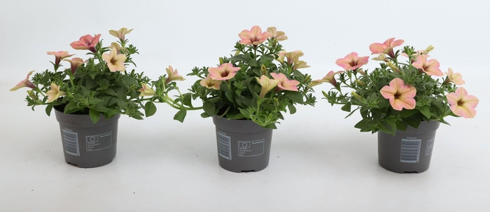 <h4>Petunia Tea Flamingo</h4>