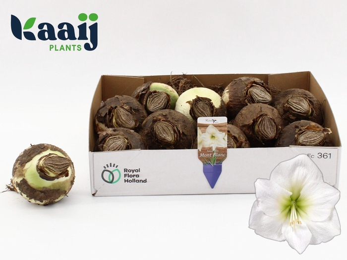 <h4>BLOEMBOL HIPPEASTRUM</h4>