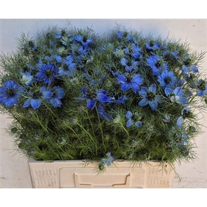 Nigella D Deep Sea Blue