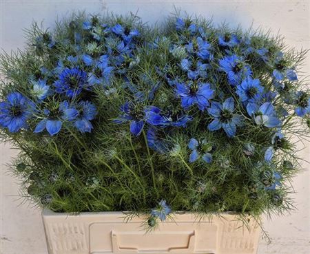 <h4>Nige D Deep Sea Blue</h4>