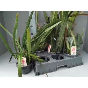 EPIPHYLLUM OV
