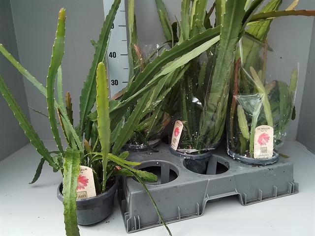 <h4>EPIPHYLLUM OV</h4>