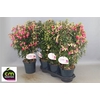 Fuchsia Ov