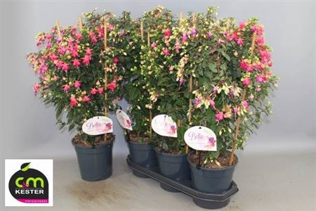 Fuchsia Ov