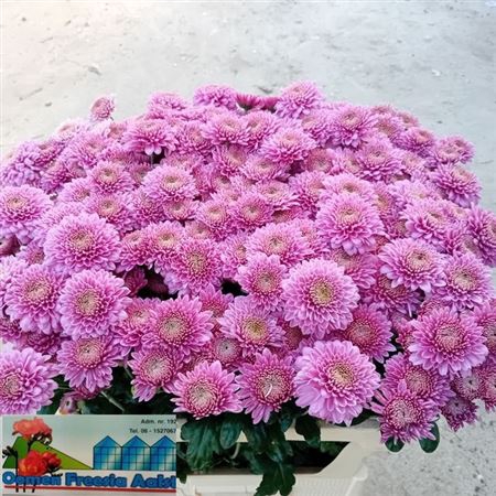<h4>Chr T Blenda Purper</h4>