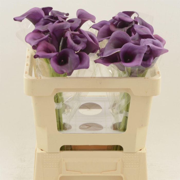 <h4>Calla Durban</h4>