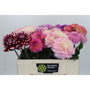 Dahlia Gemengd in fust