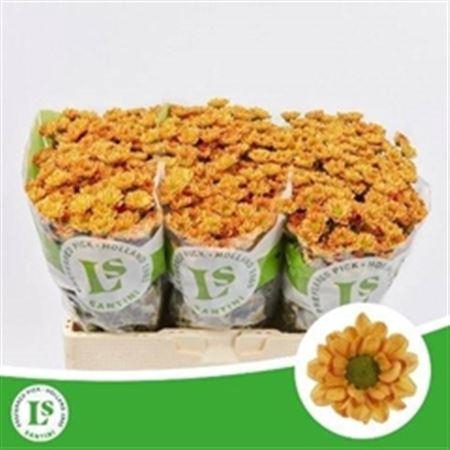 <h4>Chr San Rossi Orange</h4>