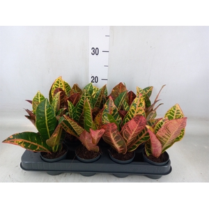Codiaeum var. GR 'Petra'