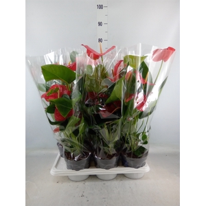 Anthurium andr. 'Karma Red'