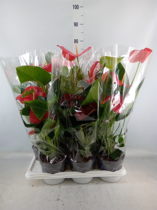 <h4>Anthurium andr. 'Karma Red'</h4>