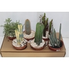 CACTUS VARIADO P15