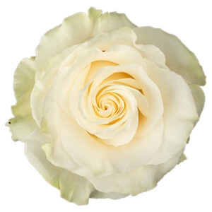 <h4>Rosa ec mondial</h4>