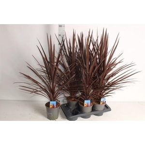 CORD AUS RED STAR