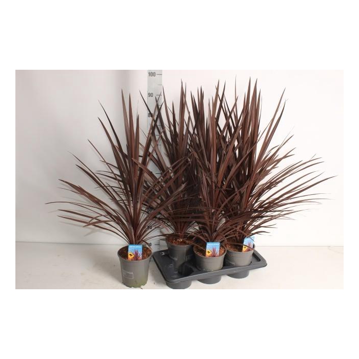 <h4>CORD AUS RED STAR</h4>
