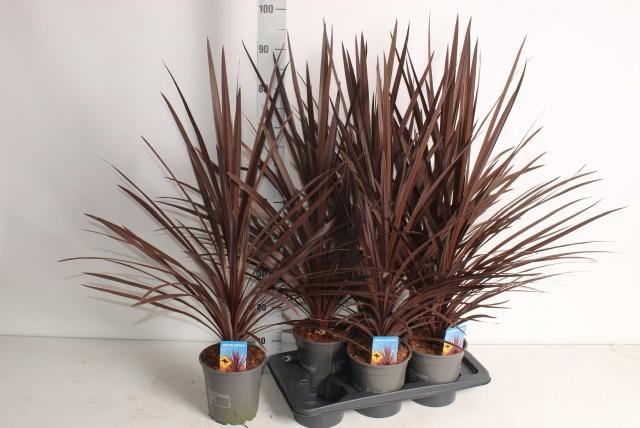 <h4>CORD AUS RED STAR</h4>