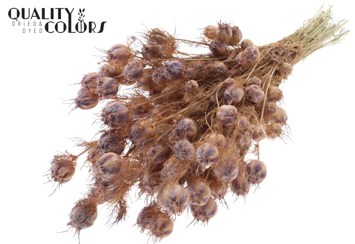 Nigella per bunch Frosted Salmon