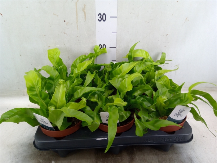 <h4>Asplenium antiquum 'Hurricane'</h4>