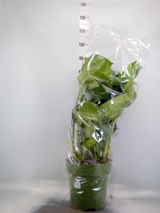 <h4>Monstera delic.</h4>