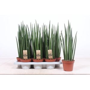 Sansevieria bacularis