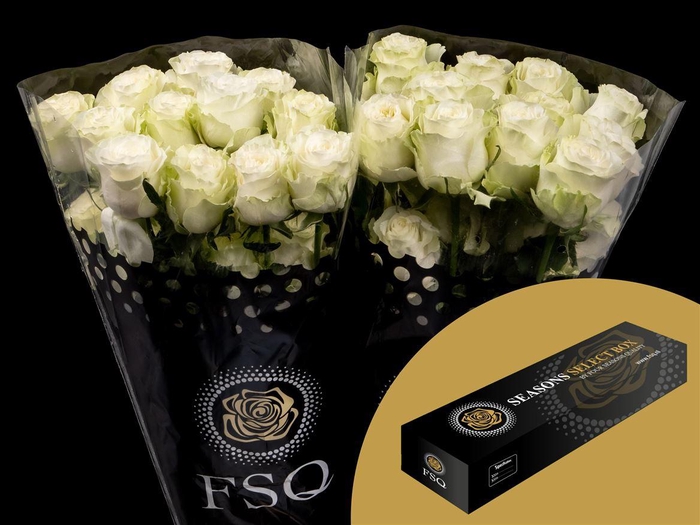 <h4>R GR Siente Box</h4>