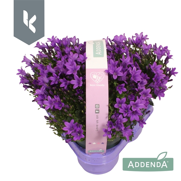 <h4>Campanula Ambella Intens Purple in 3-pack</h4>