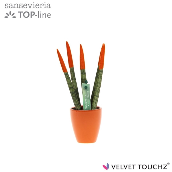 <h4>Sansevieria VELVET TOUCHZ® Oranje in keramiek Osaka</h4>