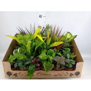 Planten Groen   ...mix 24