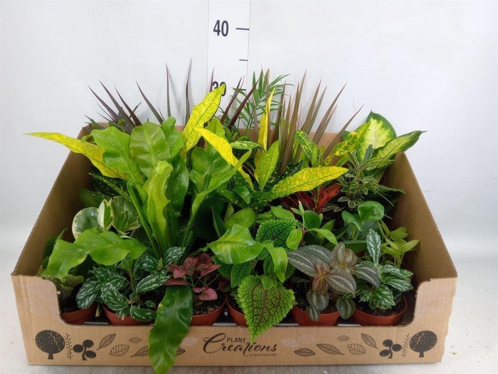 <h4>Planten Groen   ...mix 24</h4>