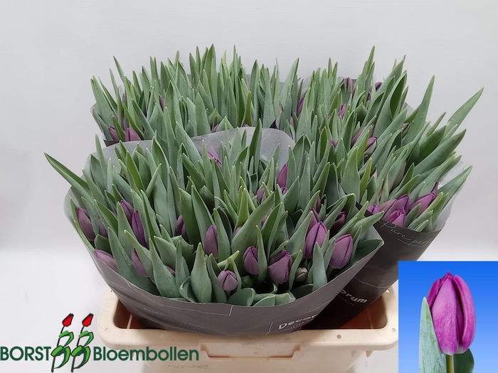 <h4>TU EN BULLIT</h4>