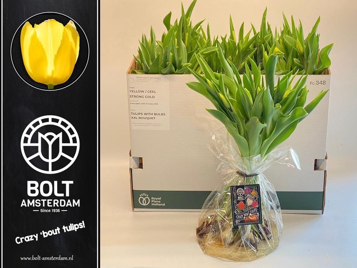 <h4>TU EN STRONG GOLD</h4>