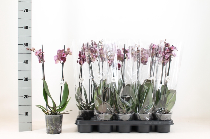 <h4>PHAL AN MONTPELLIER</h4>