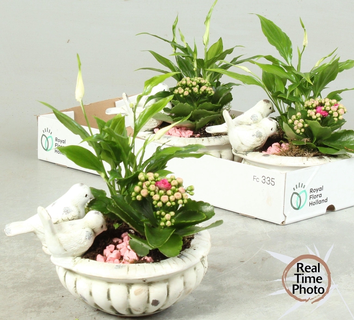 <h4>ARR KAMERPL</h4>