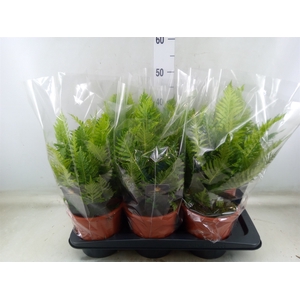Blechnum gibbum 'Silver Lady'
