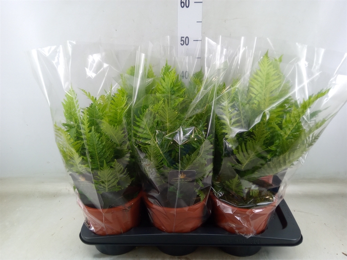 <h4>Blechnum gibbum 'Silver Lady'</h4>