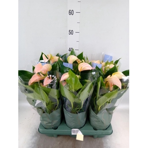 Anthurium andr. 'Joli Peach'