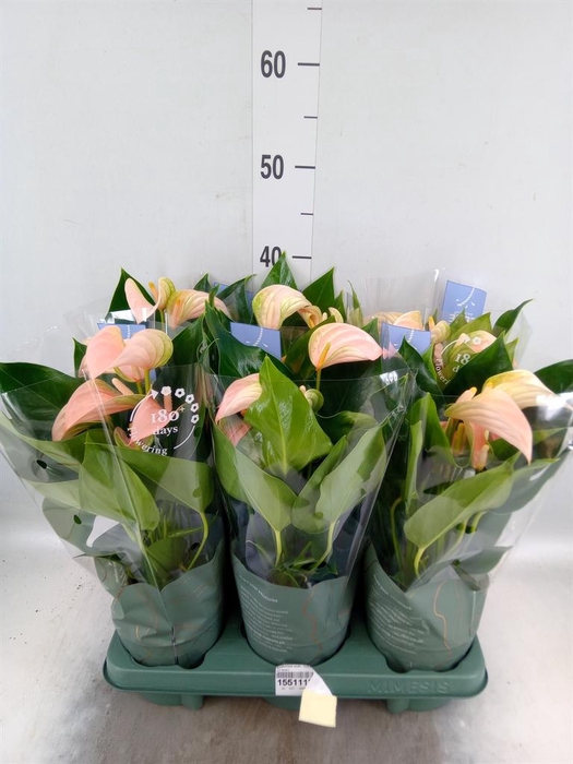 <h4>Anthurium andr. 'Joli Peach'</h4>