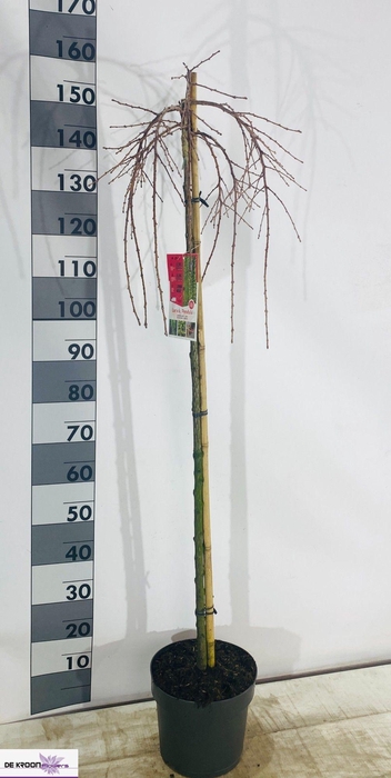 <h4>LARIX KA PENDULA</h4>