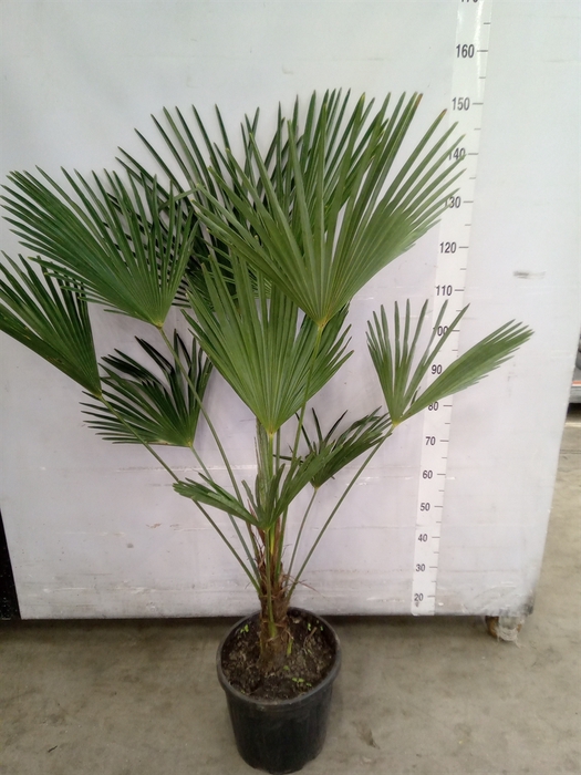 <h4>Trachycarpus wagnerianus</h4>
