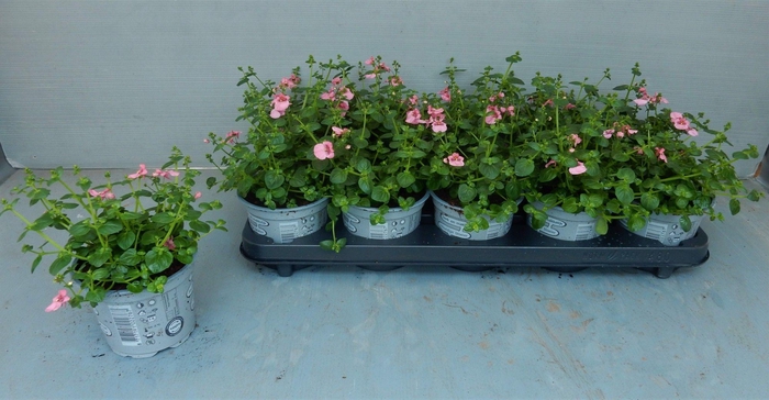 <h4>DIAS RUBY FIELD</h4>