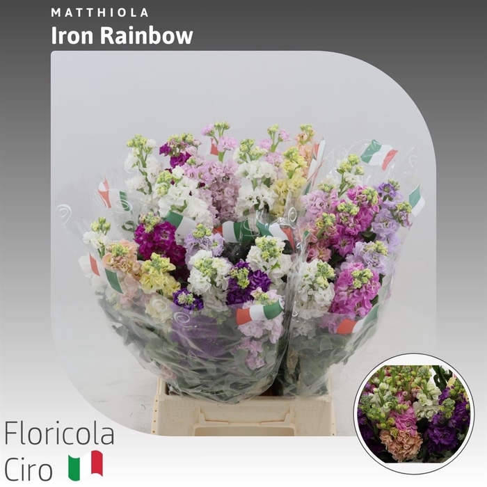 <h4>Matthiola Incana Gemengd</h4>