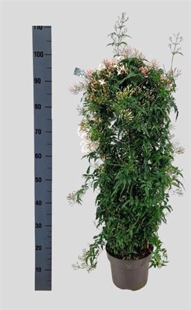 <h4>Jasm Polyanthum Wit 800+</h4>