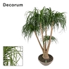 Beaucarnea vertakt 60 cm (Decorum)