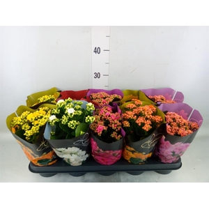 Kalanchoe blos. 'Perfecta'  ..mix 5